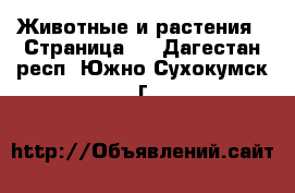  Животные и растения - Страница 6 . Дагестан респ.,Южно-Сухокумск г.